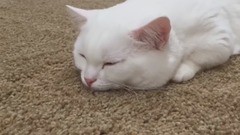 曼切堪喵星人-不要打扰睡觉喵