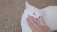 Munchkin Cat Gato マンチカンねこ 短足猫