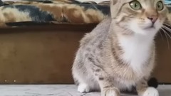 Cat watching horror movie expression too into play