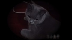 你们好我是Cat大人