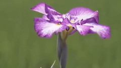 Story Of A True Love