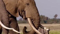 影视原声 - 电影<象牙游戏>预告片