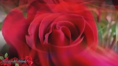 吉他轻音乐戈雅 玫瑰花