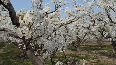 婀娜多姿看梨花