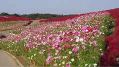 日立海滨公园红叶花海美景