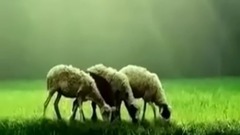 轻音乐口哨 田野静悄悄