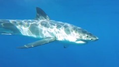 Great White shark investigates cameraman
