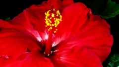 Poisoning Life From The Sky