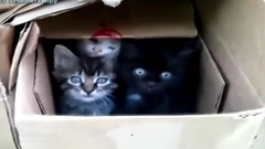 Нравятся котята