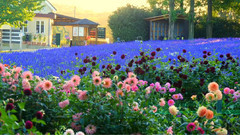 日本广岛世罗高原农场美丽的大丽花