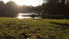 Google Pixel XL 摄制