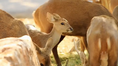 Mormon Tabernacle Choir