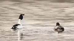 春江水暖鸭先知