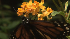 Dance Of Butterflies (蝶舞)