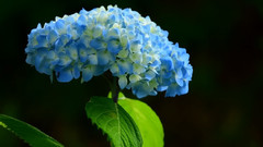 日本紫阳花之诗