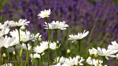 美国波特兰薰衣草农场