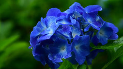 日本高源院雨中的紫阳花