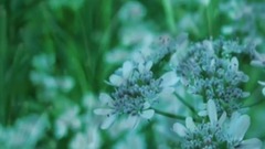 为了忘却的纪念 斯卡布罗集市(卡洛儿)