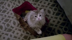 影视原声 - 电影<九条命>片段2