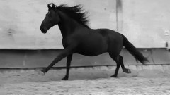 Shake Shake Go - Teach Me To Fly