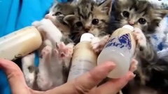 Маленькие котята, милашки сосут молочко