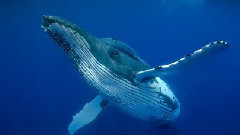 世界各地美丽的海洋和海滩