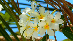 印度洋上的珍珠马尔代夫