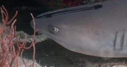 斐济群岛的水下鱼群