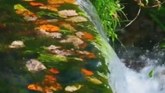 唯美音画29 黑白玫瑰