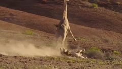 地球生命的脉动