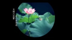 寂悸 - 千叶佛莲