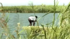 影视原声 - 百鸟朝凤