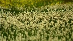 班得瑞音乐真爱