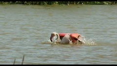 水边的阿狄丽娜