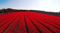 世界上最美丽的郁金香花田