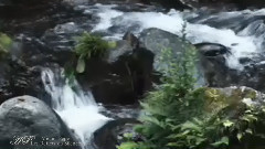 Les Reflets du Silence