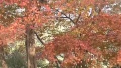 纪敏佳 - 枫叶红了