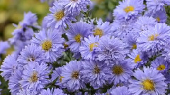 HARP CONCERTO In B Flat Andante