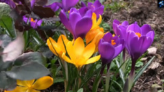 Melting Snow (融雪)