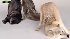 ВОВКИ ХИЖАКІВ ЛІСУ І СТЕПУ