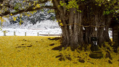 日本神户大银杏树秋冬物语