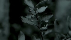 Sophie Zelmani,音乐短片 - The Lord