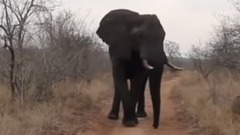 Earth's Animals Are Dealing With More Roads Than Ever