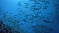 Enya - Long Long Journey