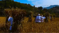 木子店蔸子火老米酒