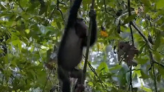 电影<黑猩猩>精彩之Naptime Or Playtime