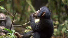 电影<黑猩猩>预告片