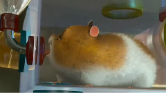 影视原声 - 电影<闪电狗>预告片2