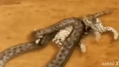 巨蟒蛇攻击老虎