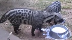 Когда не знаешь как пить, жуй